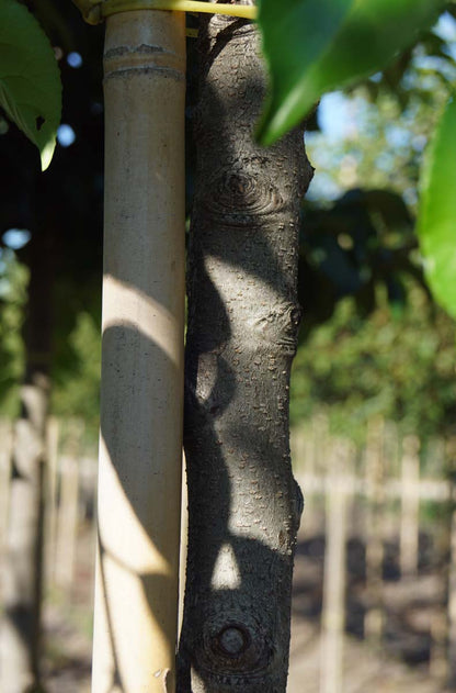 Prunus lusitanica 'Ybrazo01' solitair bast