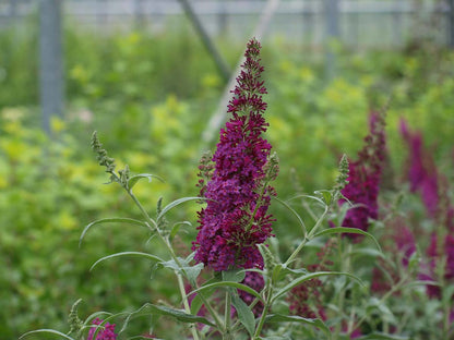 Buddleja 'SRPBUD374' meerstammig / struik bloem
