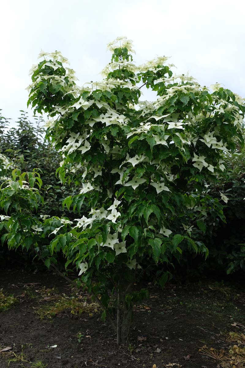 Cornus kousa 'Milky Way' meerstammig / struik struik