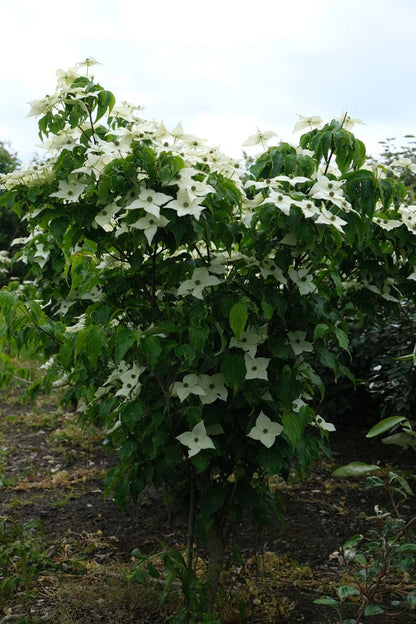 Cornus kousa 'Milky Way' meerstammig / struik struik