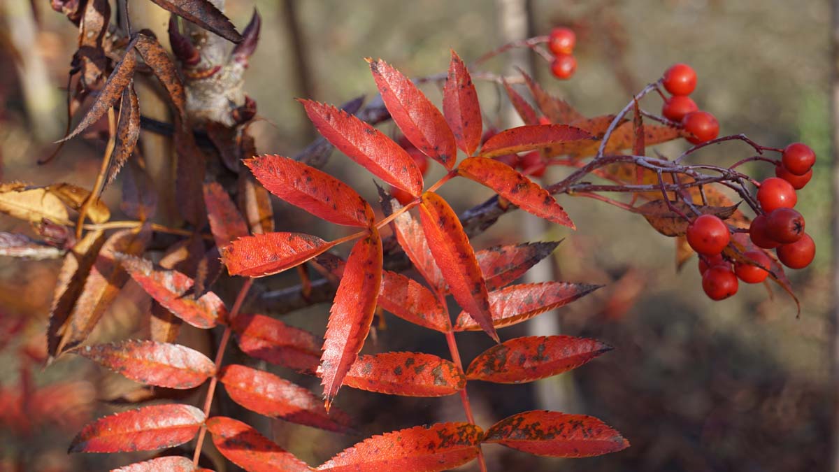 Sorbus randaiensis Tuinplanten blad