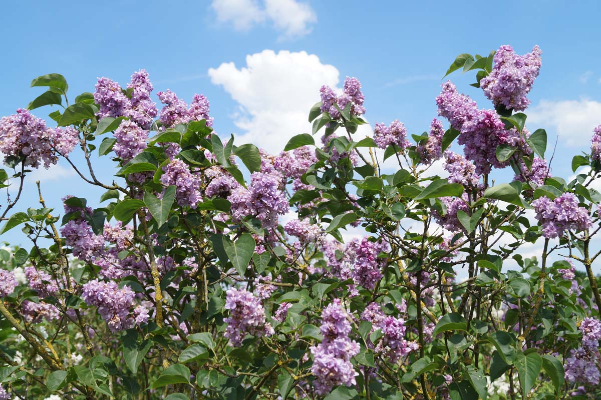 Syringa vulgaris 'Addie Tischler' meerstammig / struik