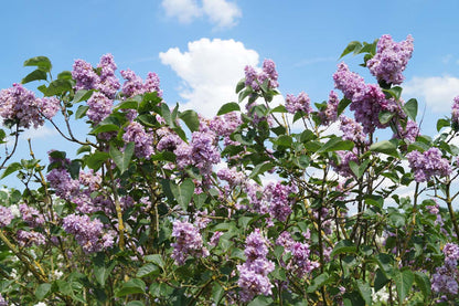 Syringa vulgaris 'Addie Tischler' meerstammig / struik