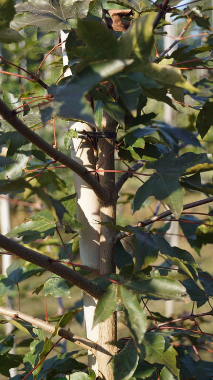 Acer zoeschense 'Annae' haagplant stam