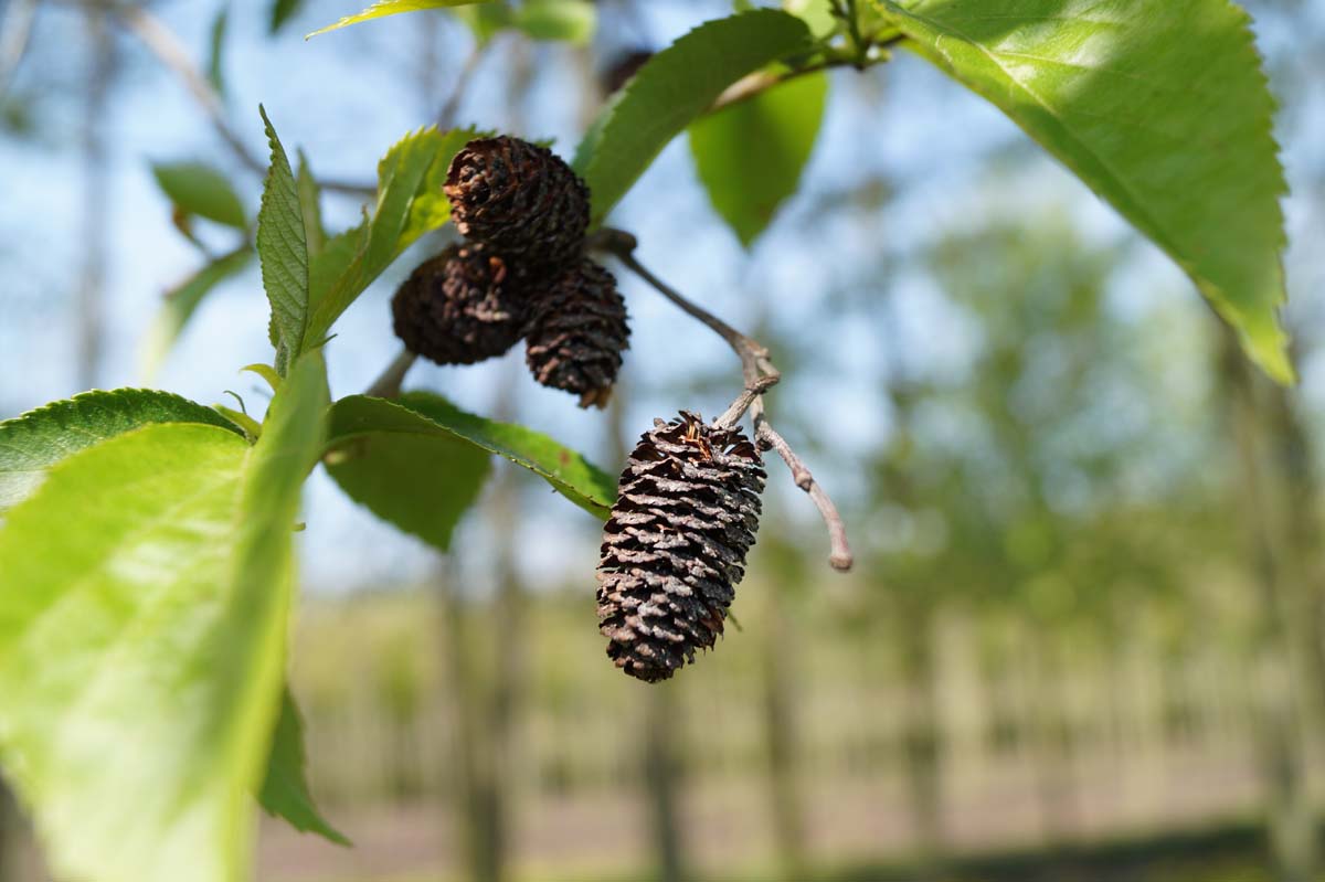 Alnus spaethii Tuinplanten kegel