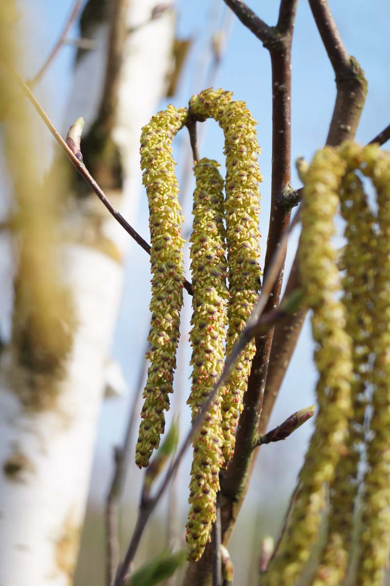 Betula utilis 'Doorenbos' haagplant katje