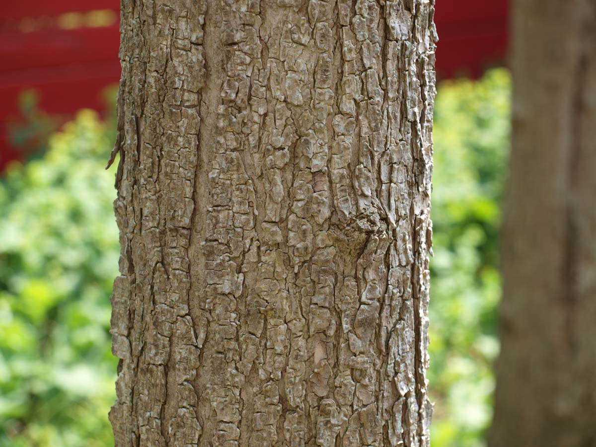 Catalpa bignonioides 'Nana' Tuinplanten stam