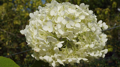 Hydrangea arborescens 'Annabelle' op stam bloem