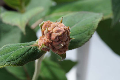 Hydrangea aspera 'Macrophylla' meerstammig / struik