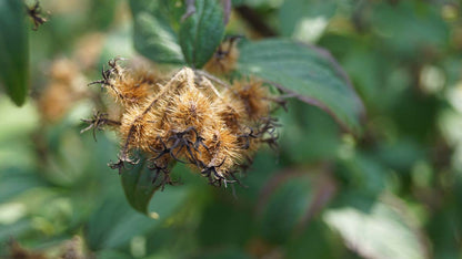 Kolkwitzia amabilis 'Pink Cloud' meerstammig / struik