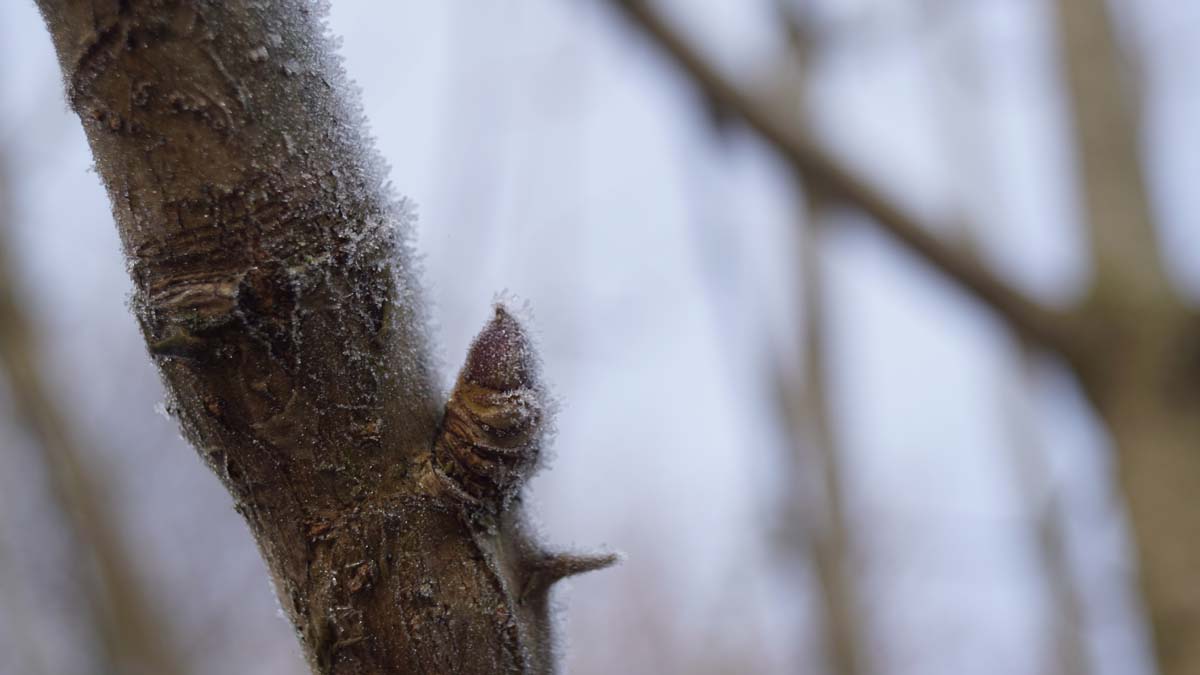 Kalopanax septemlobus solitair