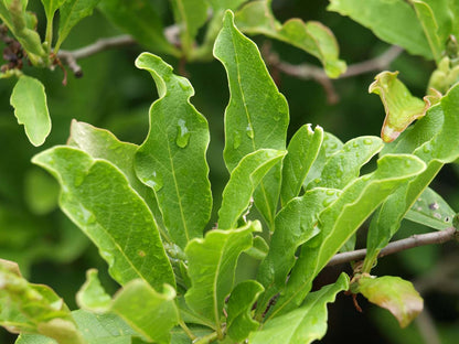 Magnolia 'George Henry Kern' meerstammig / struik