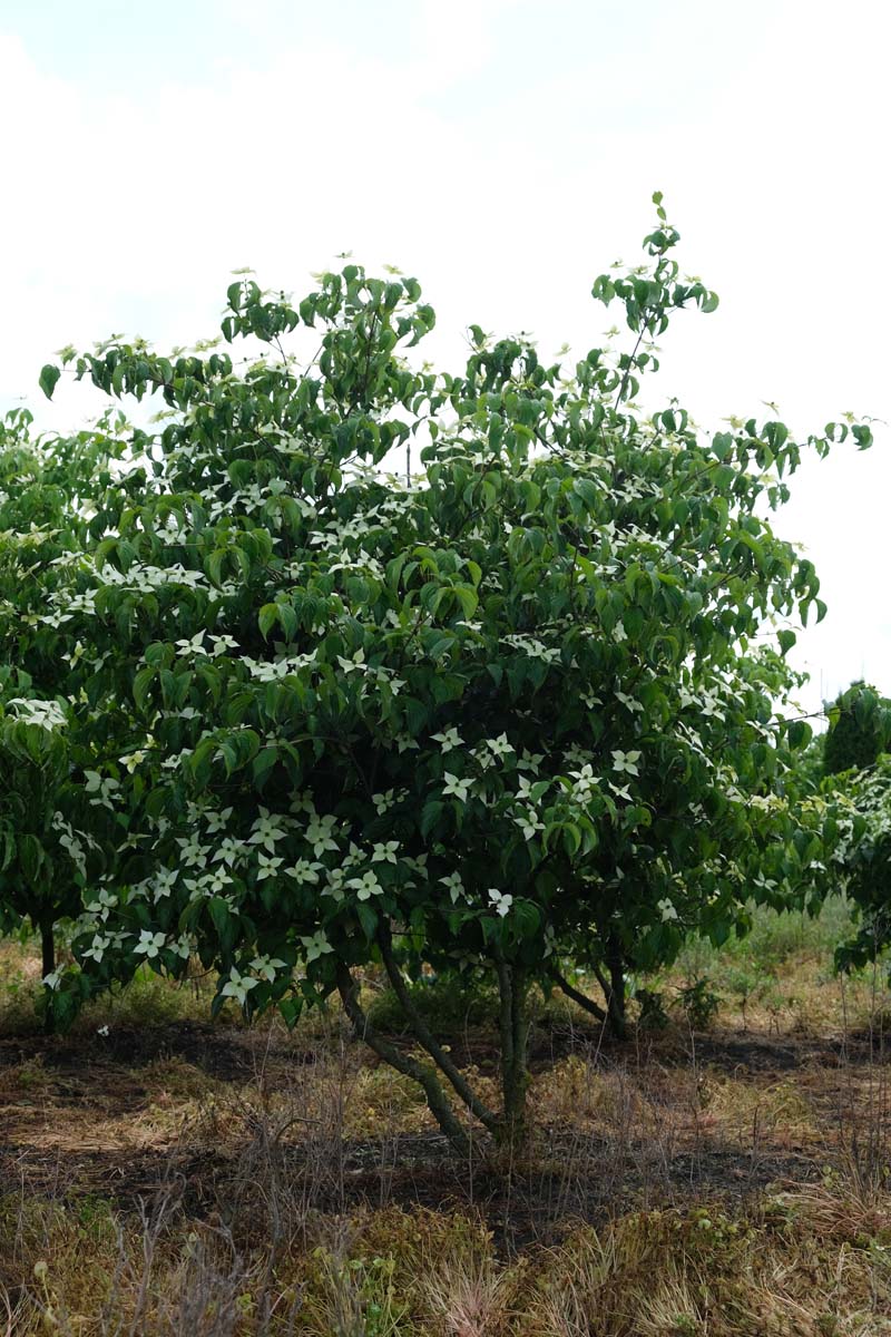 Cornus kousa 'Milky Way' meerstammig / struik struik