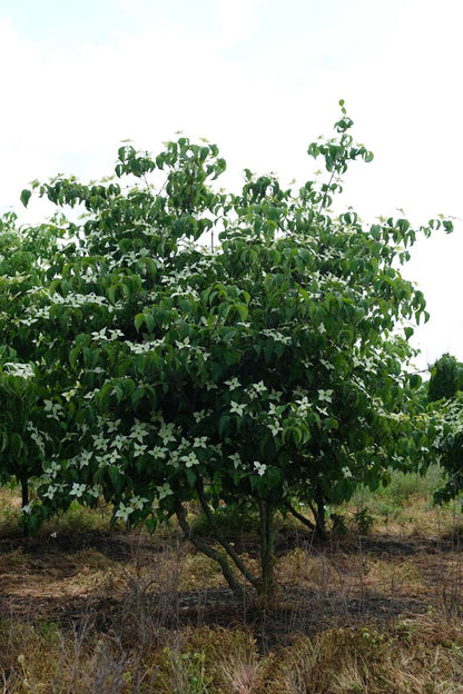 Cornus kousa 'Milky Way' meerstammig / struik struik