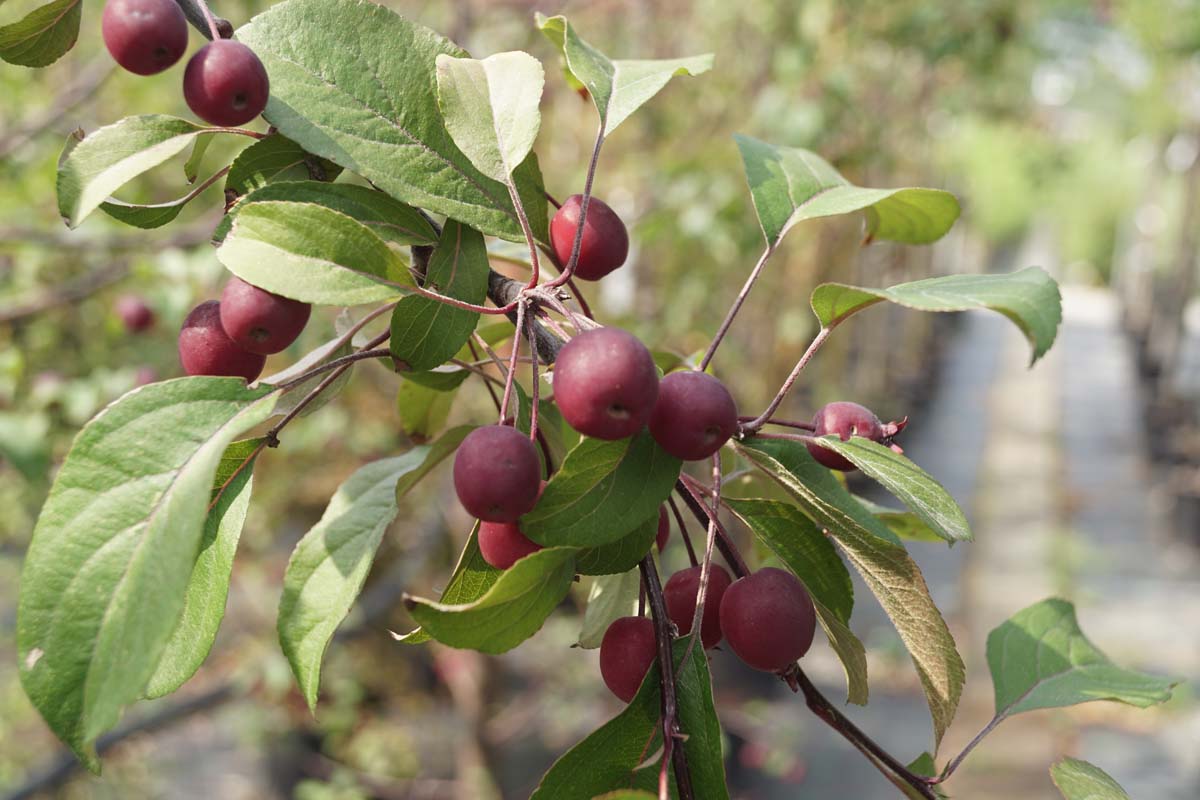 Malus 'Makamik' Tuinplanten vrucht