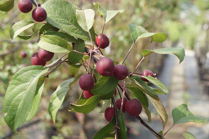 Malus 'Makamik' Tuinplanten vrucht