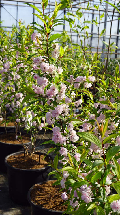 Prunus glandulosa 'Rosea Plena' Tuinplanten