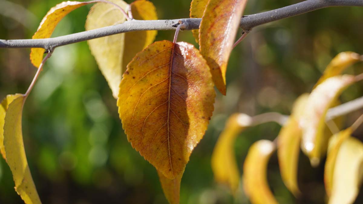 Pyrus betulifolia Tuinplanten herfstkleur