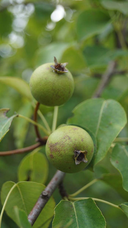 Pyrus calleryana 'Chanticleer' op stam sierpeer