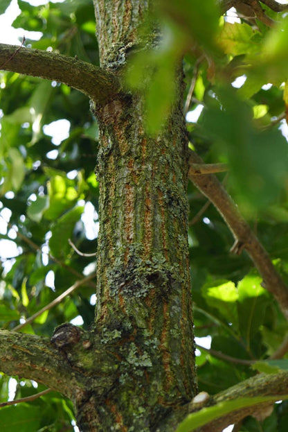 Quercus acutissima solitair stam