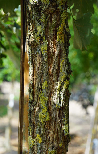 Quercus macrocarpa solitair