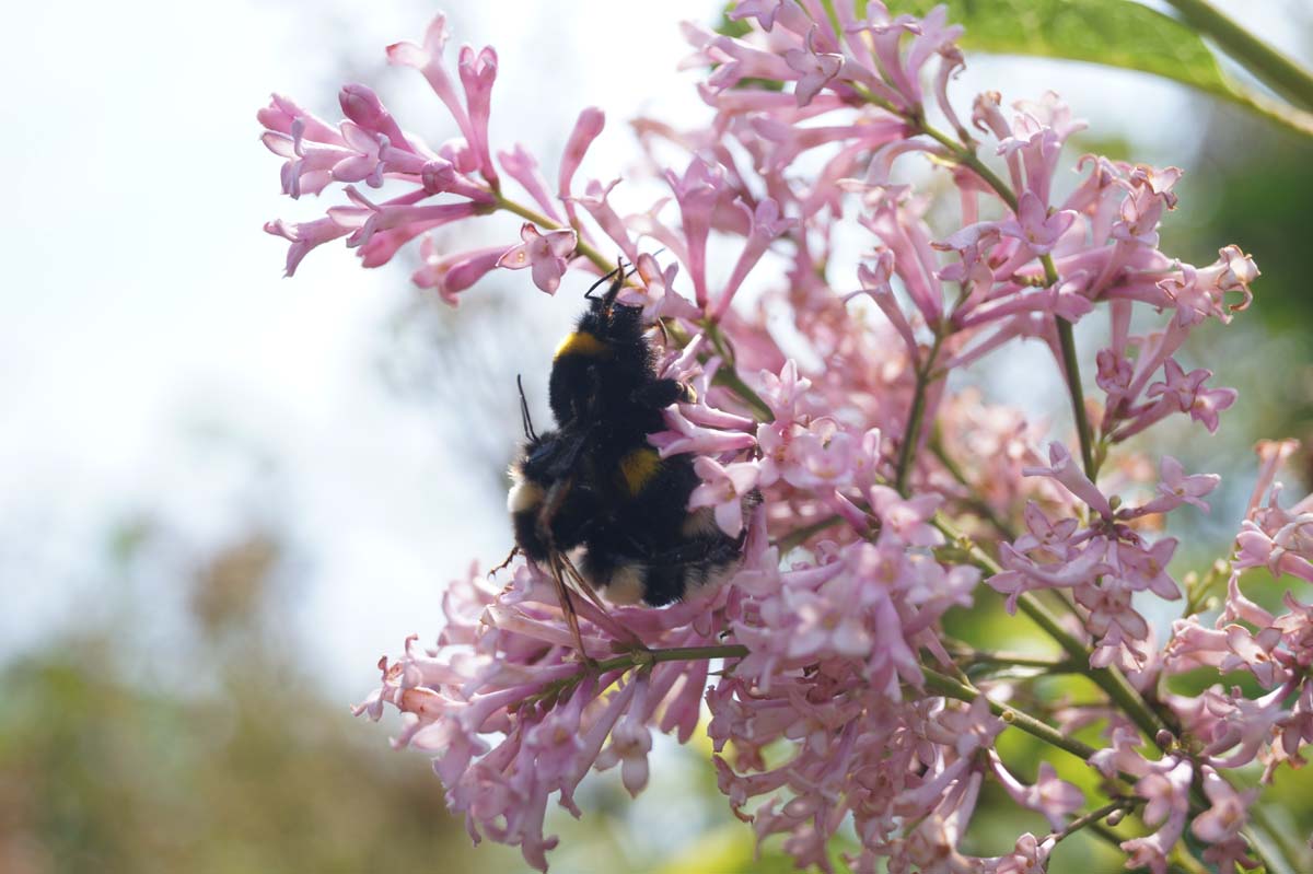 Syringa (V) 'James Macfarlane' Tuinplanten biodiversiteit