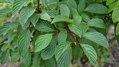 Viburnum bodnantense 'Dawn' haagplant blad