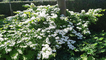 Viburnum plicatum 'Watanabe' meerstammig / struik