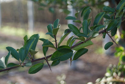 Pyracantha 'Orange Glow' Tuinplanten