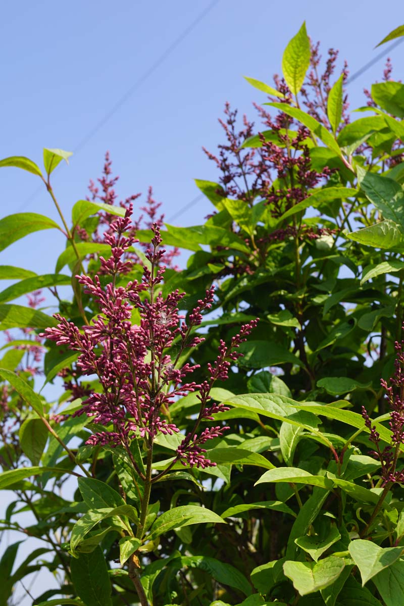 Syringa (V) 'James Macfarlane' Tuinplanten bloem