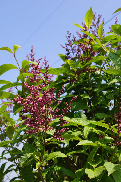 Syringa (V) 'James Macfarlane' Tuinplanten bloem