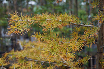 Pseudolarix amabilis Tuinplanten herfstkleur
