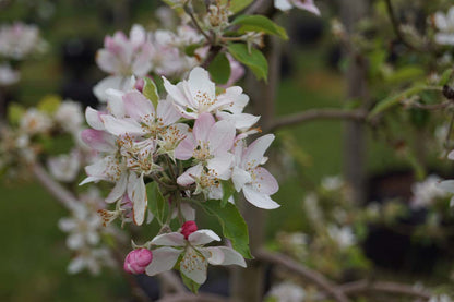 Malus domestica 'Pinova' meerstammig / struik