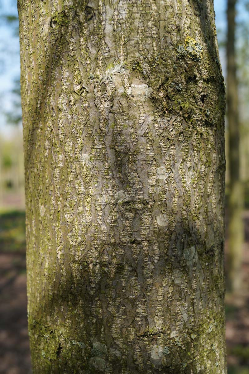 Alnus spaethii Tuinplanten bast