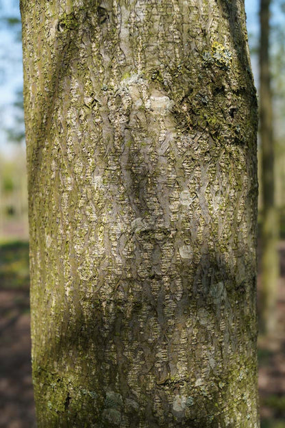 Alnus spaethii Tuinplanten bast