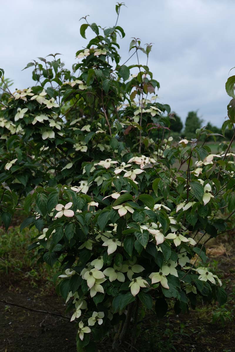 Cornus kousa 'Teutonia' meerstammig / struik struik