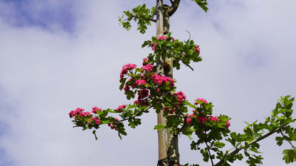 Crataegus media 'Paul's Scarlet' op stam