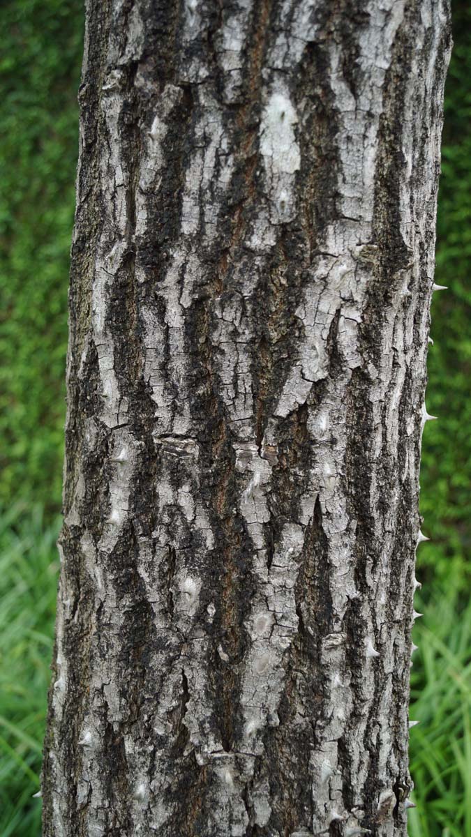 Kalopanax septemlobus solitair