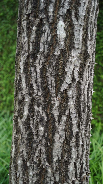 Kalopanax septemlobus solitair