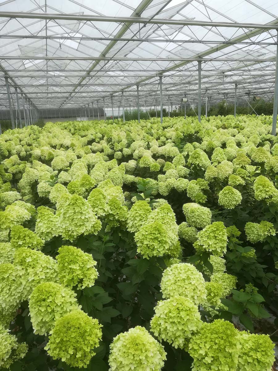 Hydrangea paniculata 'Limelight' haagplant bloesem