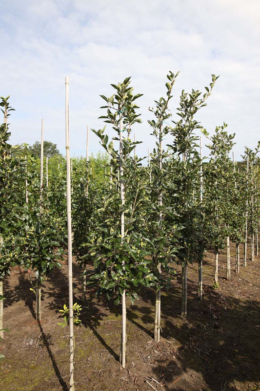 Crataegus lavalleei 'Carrierei' op stam op stam