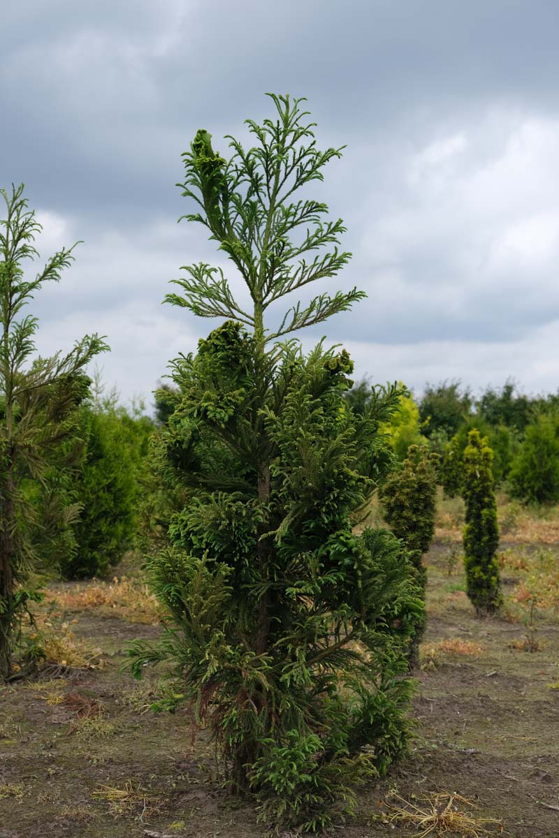 Cryptomeria japonica 'Cristata' solitair solitair