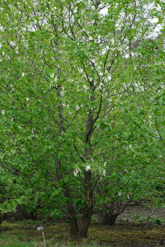 Davidia involucrata meerstammig / struik meerstammig
