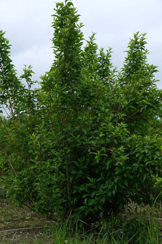 Forsythia intermedia 'Courtalyn' meerstammig / struik struik