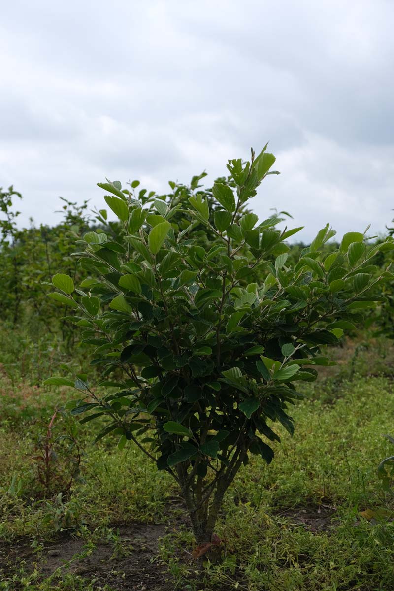Hamamelis intermedia 'Arnold Promise' meerstammig / struik struik