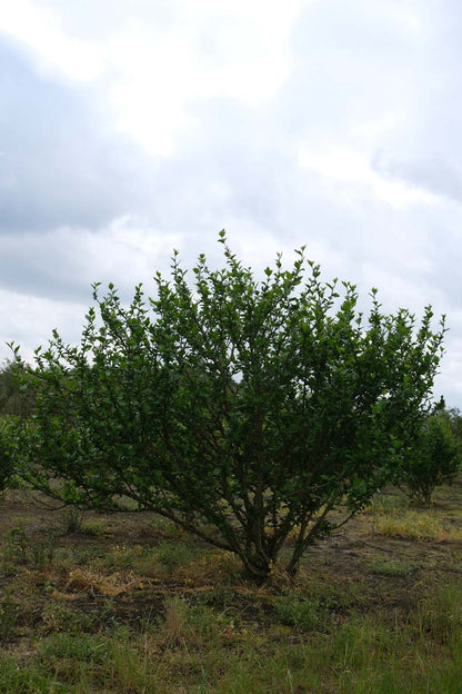 Hibiscus syriacus 'Flogi' meerstammig / struik struik