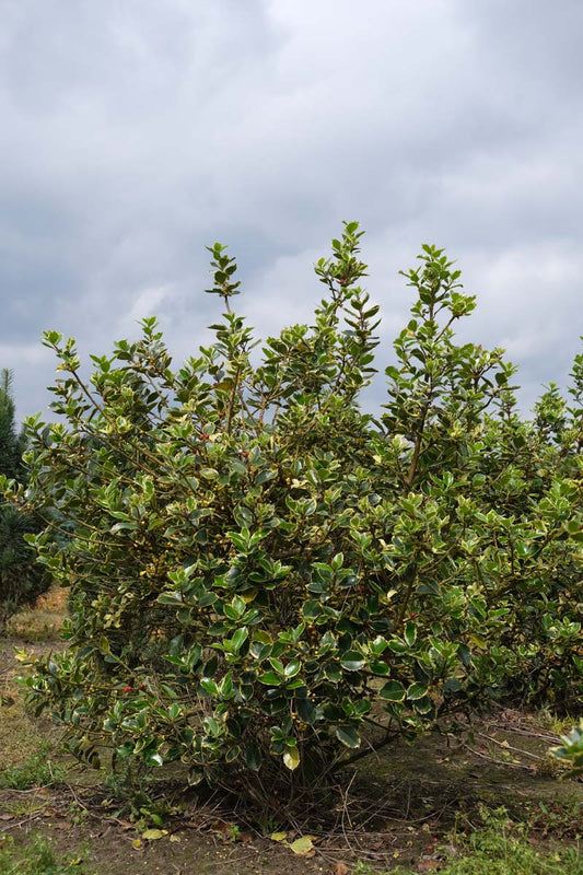 Ilex aquifolium 'Aurea Marginata' meerstammig / struik struik