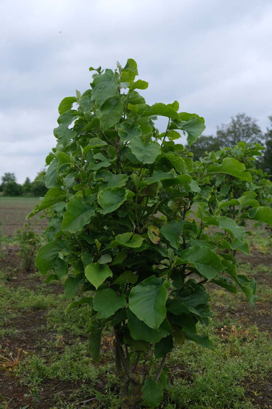 Magnolia 'Sunsation' meerstammig / struik meerstammig