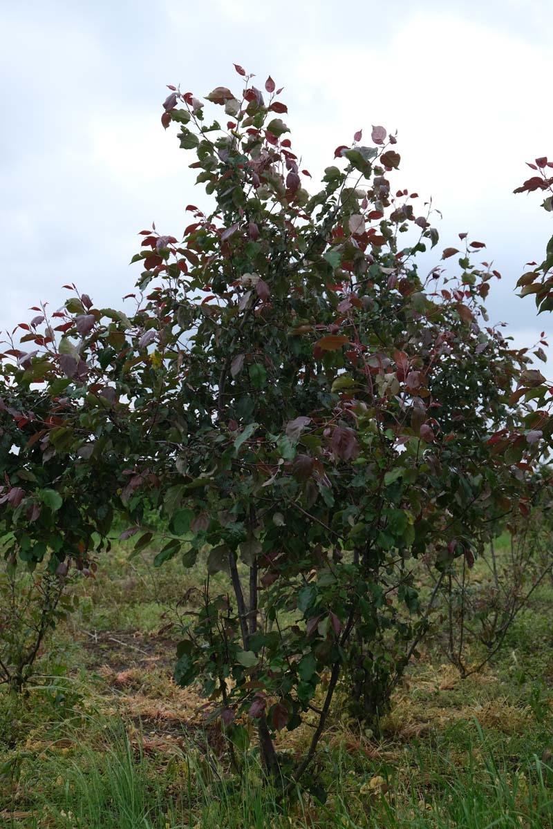 Malus 'Rudolph'