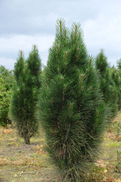 Pinus nigra 'Green Tower' solitair